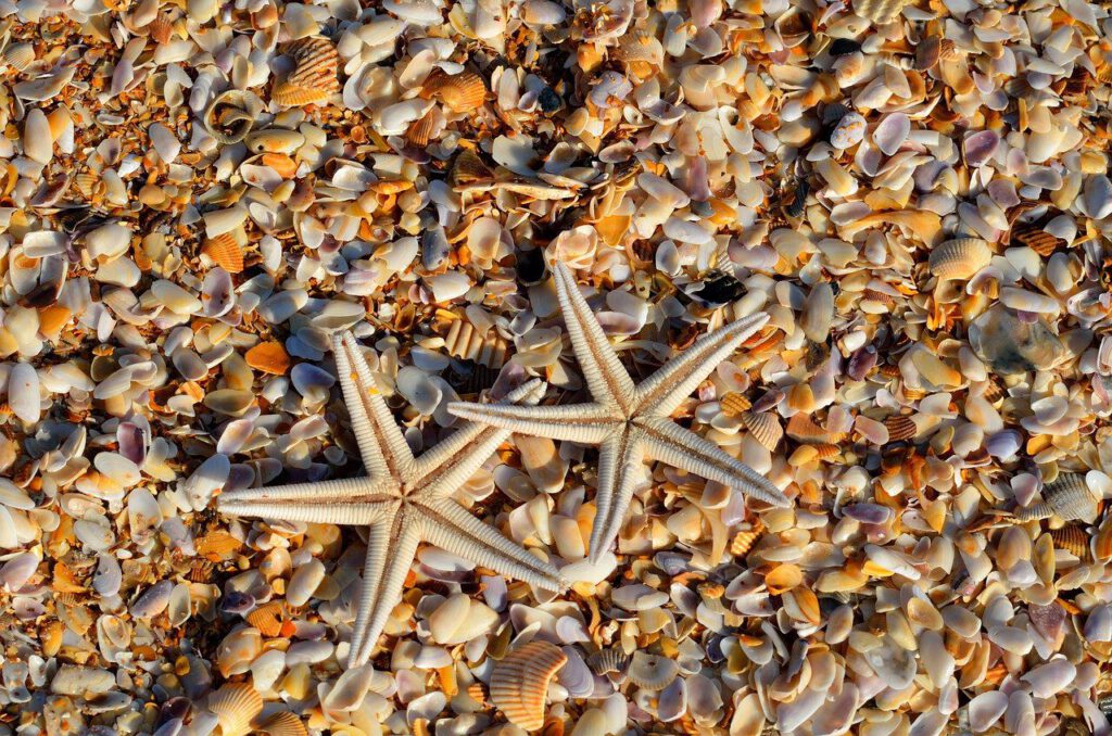 starfish, shells, coral-1572797.jpg